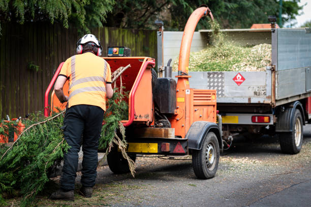 Best Stump Grinding Near Me  in Palm Beach, FL